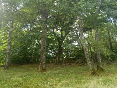 Annonce Vente Domaine forestier Oradour-sur-vayres 87