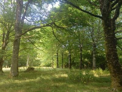 Acheter Domaine forestier Oradour-sur-vayres