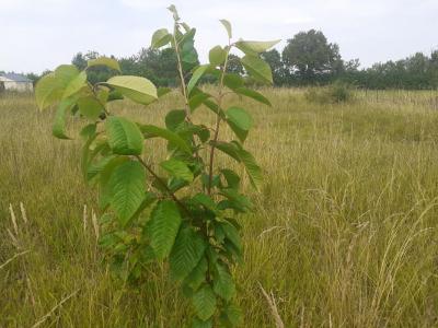 For sale Noyant 687 m2 Maine et loire (49490) photo 1