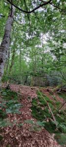 Annonce Vente Domaine forestier Champagney 70