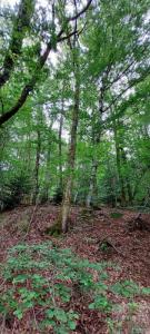 Acheter Domaine forestier 9088 m2 Champagney