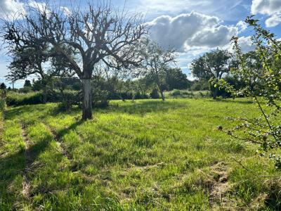 For sale Coulanges-les-nevers 700 m2 Nievre (58660) photo 1