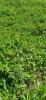 For sale Land Basse-pointe  556 m2