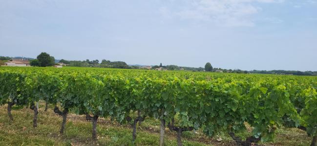 For sale Portets 1960 m2 Gironde (33640) photo 0