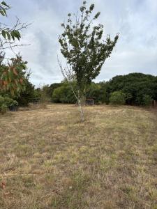 Annonce Vente Terrain Saint-caprais-de-bordeaux 33