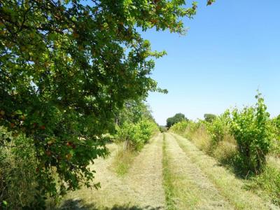 Annonce Vente Maison Saint-severin 16