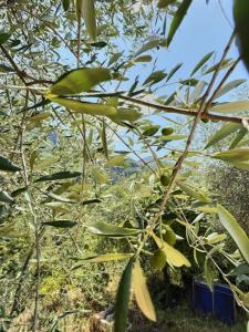 Acheter Appartement Lantosque Alpes Maritimes