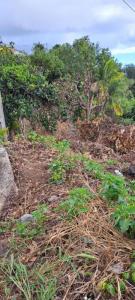 Acheter Terrain 291 m2 Trois-bassins