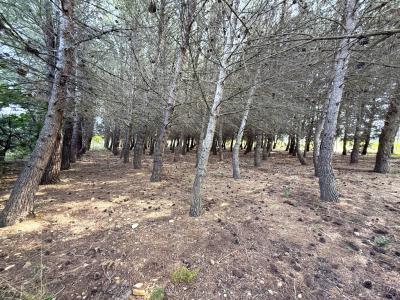 Annonce Vente Terrain  11