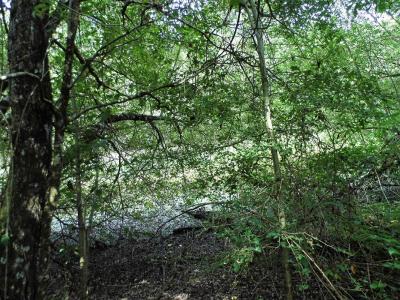 Annonce Vente Terrain Coullons 45