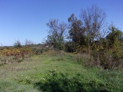 Annonce Vente Terrain Saint-pons-de-mauchiens 34