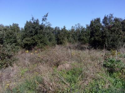 Acheter Terrain 2300 m2 Saint-pons-de-mauchiens