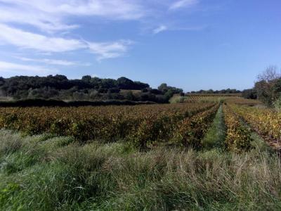 Acheter Terrain Saint-pons-de-mauchiens Herault