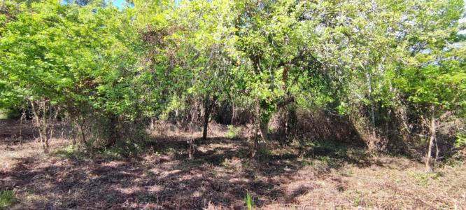 For sale Villefranche-de-lonchat 2975 m2 Dordogne (24610) photo 2