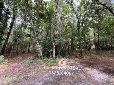 Annonce Vente Domaine forestier Sanguinet 40