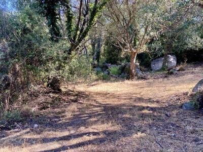 Acheter Terrain 7644 m2 Olmeto