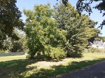 For sale Brion 1100 m2 Maine et loire (49250) photo 4