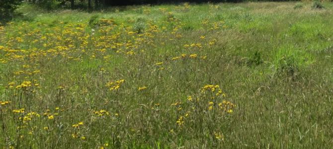 For sale Guipavas 940 m2 Finistere (29490) photo 0