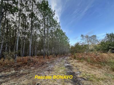 Annonce Vente Terrain Vendays-montalivet 33