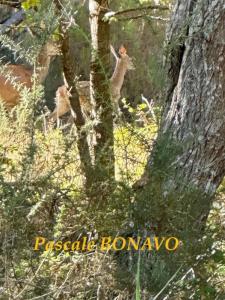 Acheter Terrain Vendays-montalivet Gironde