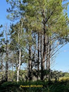 Acheter Terrain Vendays-montalivet 13990 euros