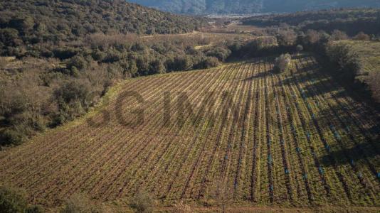 For sale Bosc Herault (34700) photo 2