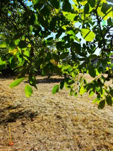 Acheter Terrain Saint-medard-en-forez 124500 euros