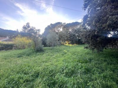 Annonce Vente Terrain Puget-sur-argens 83