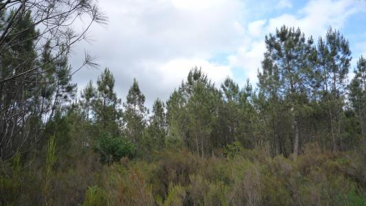 Annonce Vente Terrain Mios 33