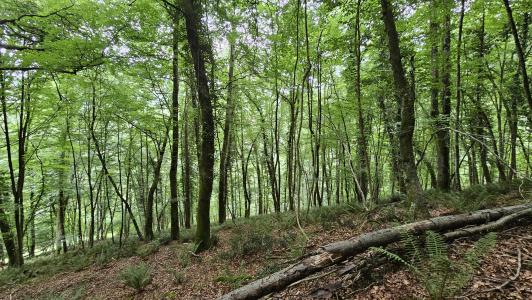 For sale Esparros Hautes pyrenees (65130) photo 1