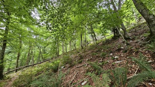 For sale Esparros Hautes pyrenees (65130) photo 3
