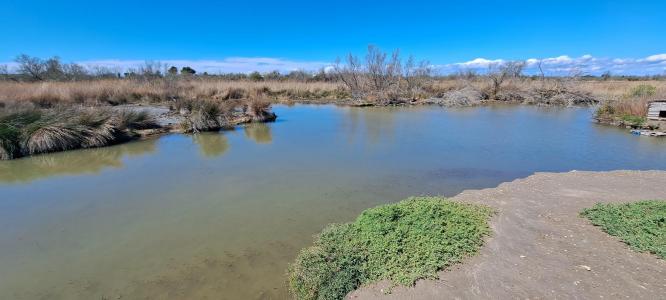 For sale Saintes-maries-de-la-mer 9 rooms 255 m2 Bouches du Rhone (13460) photo 4