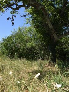 Annonce Vente 4 pices Maison Saint-medard-en-forez 42