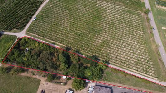 Annonce Vente Terrain Bergheim 68
