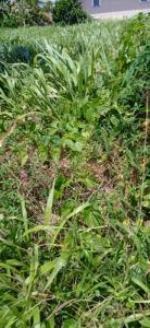 Annonce Vente Terrain Basse-pointe 972