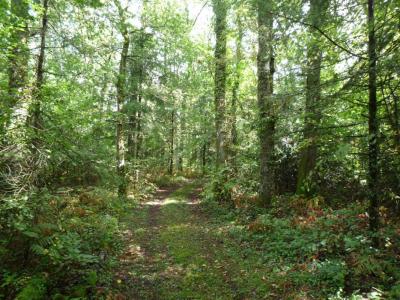 Acheter Terrain Juillac Correze
