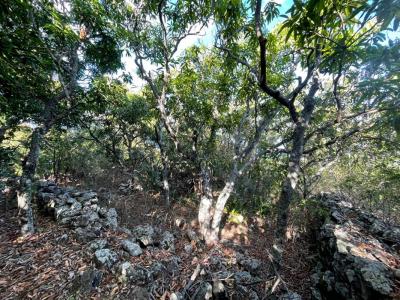 For sale On-saint-leu 3470 m2 Reunion (97436) photo 3
