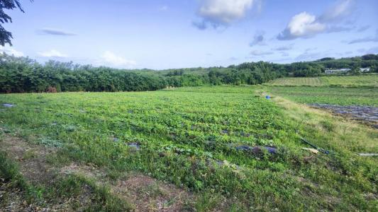 For sale Vauclin 2000 m2 Martinique (97280) photo 0