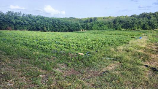 For sale Vauclin 2000 m2 Martinique (97280) photo 1