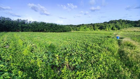 For sale Vauclin 2000 m2 Martinique (97280) photo 2