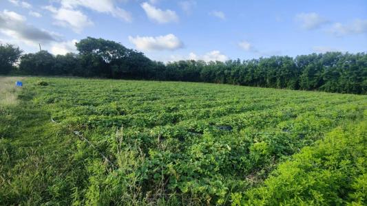 For sale Vauclin 2000 m2 Martinique (97280) photo 3