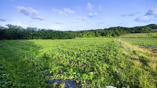 For sale Vauclin 2000 m2 Martinique (97280) photo 4