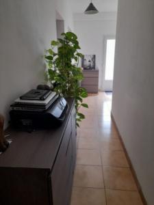 Louer Appartement 50 m2 Furiani