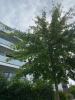 For sale Apartment Saint-ave  42 m2 2 pieces