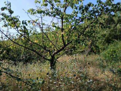 Acheter Terrain 1968 m2 Ceret