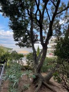 For sale Agde 1 room 25 m2 Herault (34300) photo 3