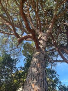 For sale Montolieu 14 rooms 900 m2 Aude (11170) photo 4