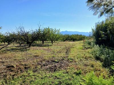 For sale Ceret 7121 m2 Pyrenees orientales (66400) photo 4