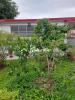 Location Appartement Abymes  2 pieces 60 m2