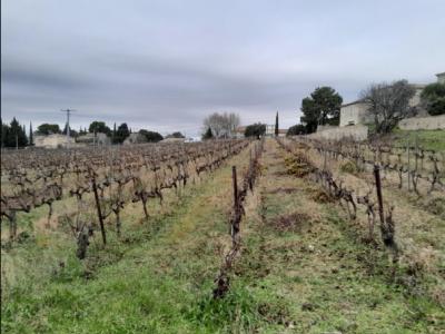 Annonce Vente Terrain Vacqueyras 84